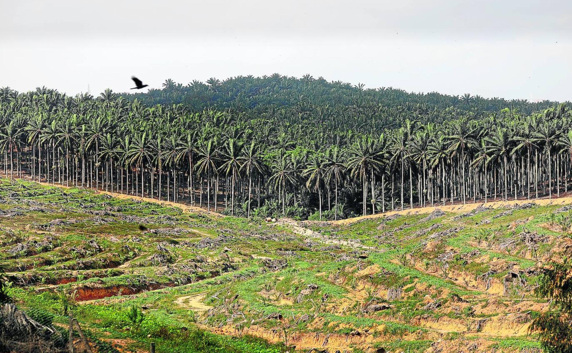 Imagen de una plantación en Malasia. 