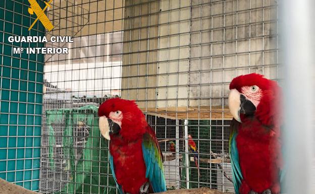 Cae una red de comercio ilegal de especies protegidas