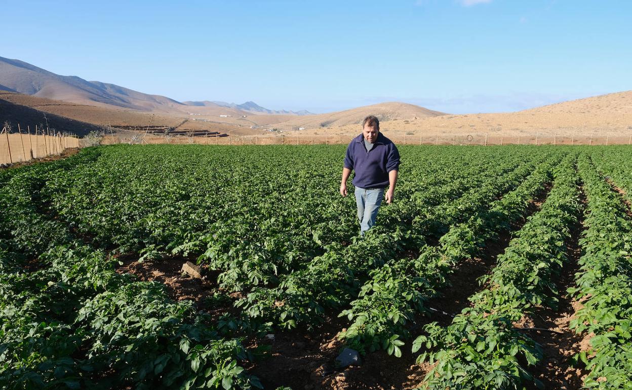 Imagen de archivo de una plantación en Gran Canaria. 