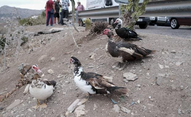 Los patos han abandonado la charca y viven cerca de la carretera.