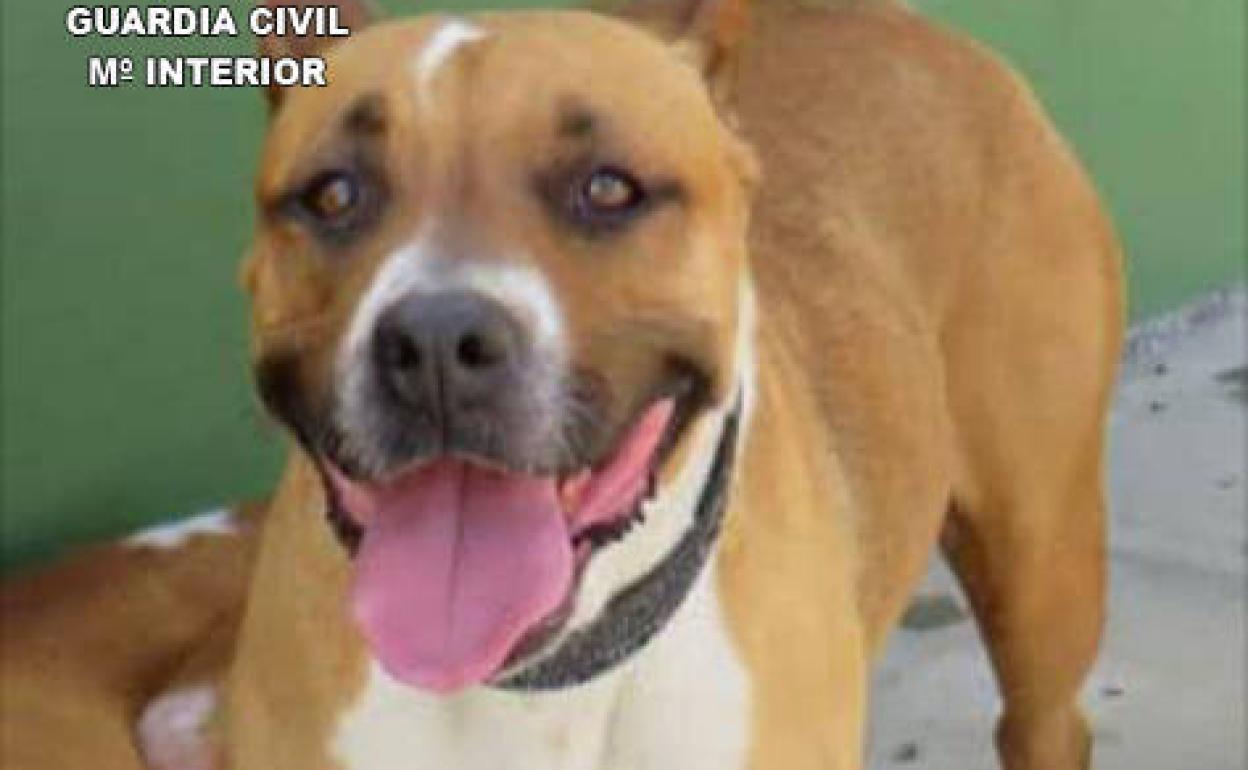 Investigado por el robo de un animal en la perrera municipal de Tinajo