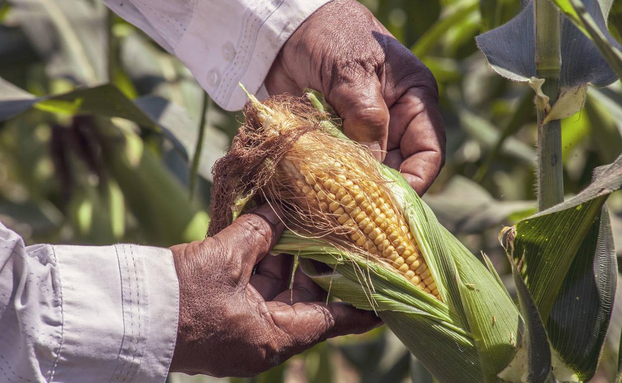 Del molino a las despensas de todo el archipiélago