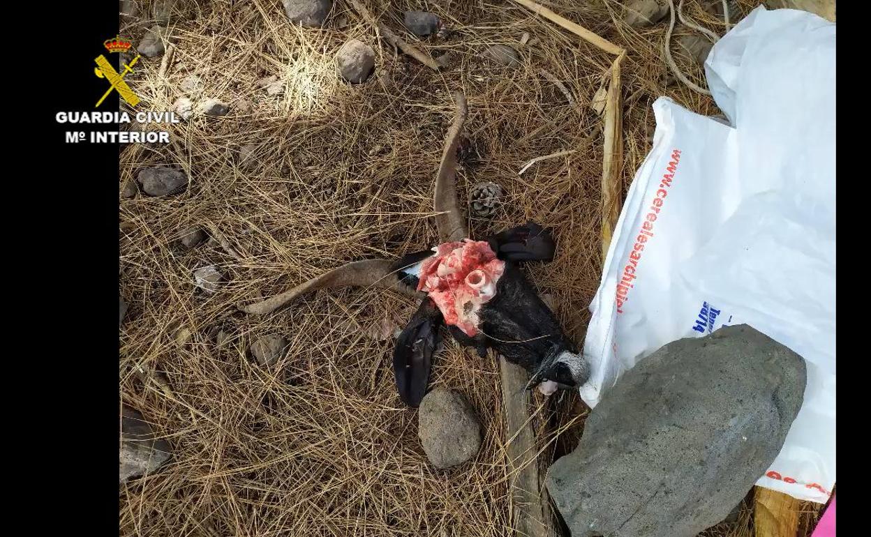 Restos hallados en el operativo