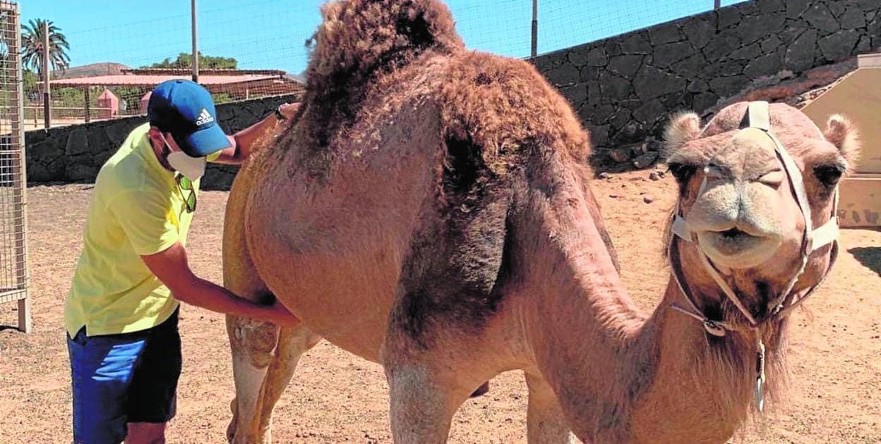 Francisco Mesa, con una camella. Arriba un postre con leche de camella y una ordeñadora a la espera de que llegue un prototipo hecho en Alemania (Silicomform). 