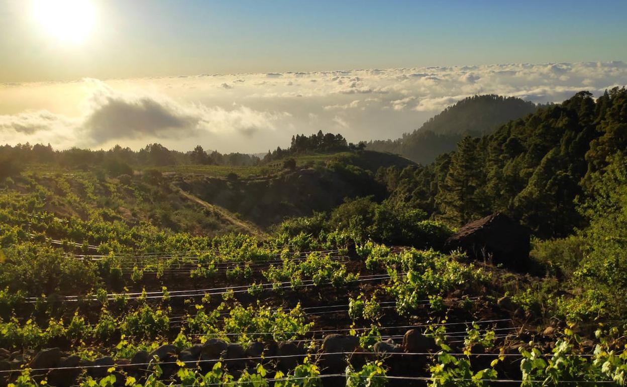 Los vinos canarios triunfan en Italia