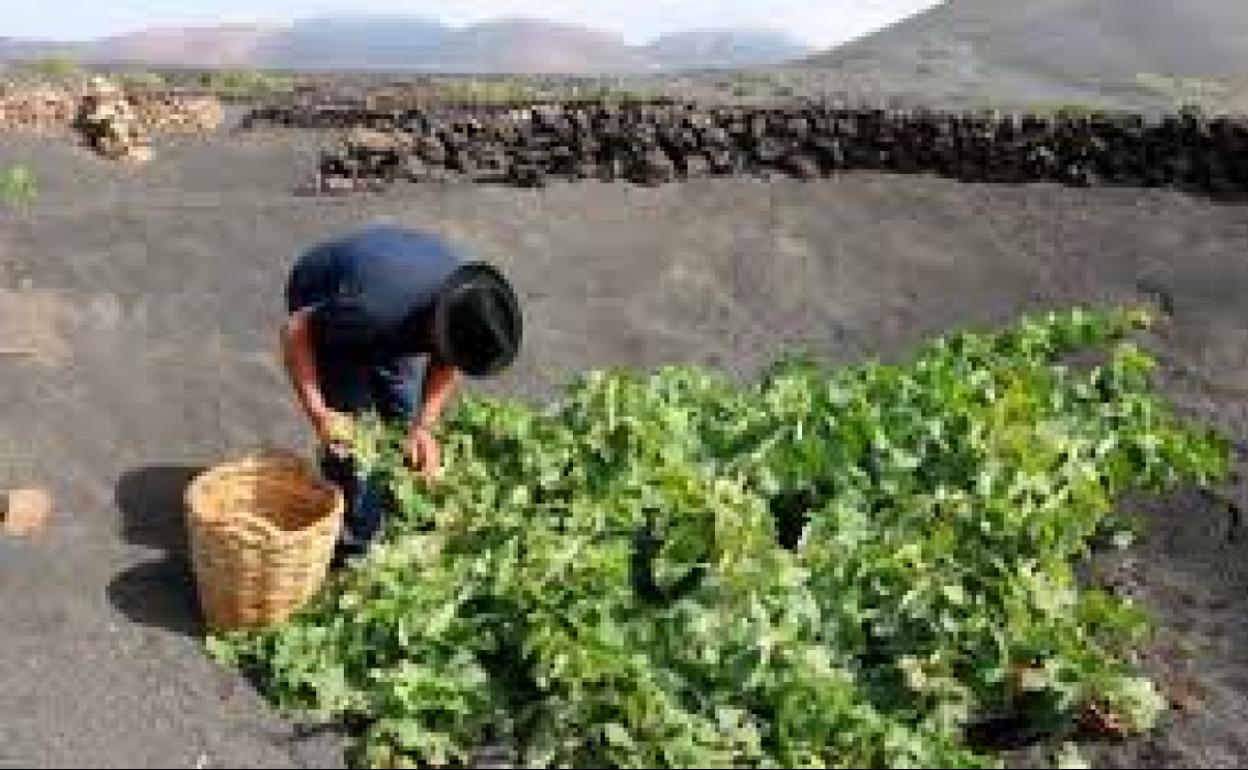 Agricultor vendimiando. 