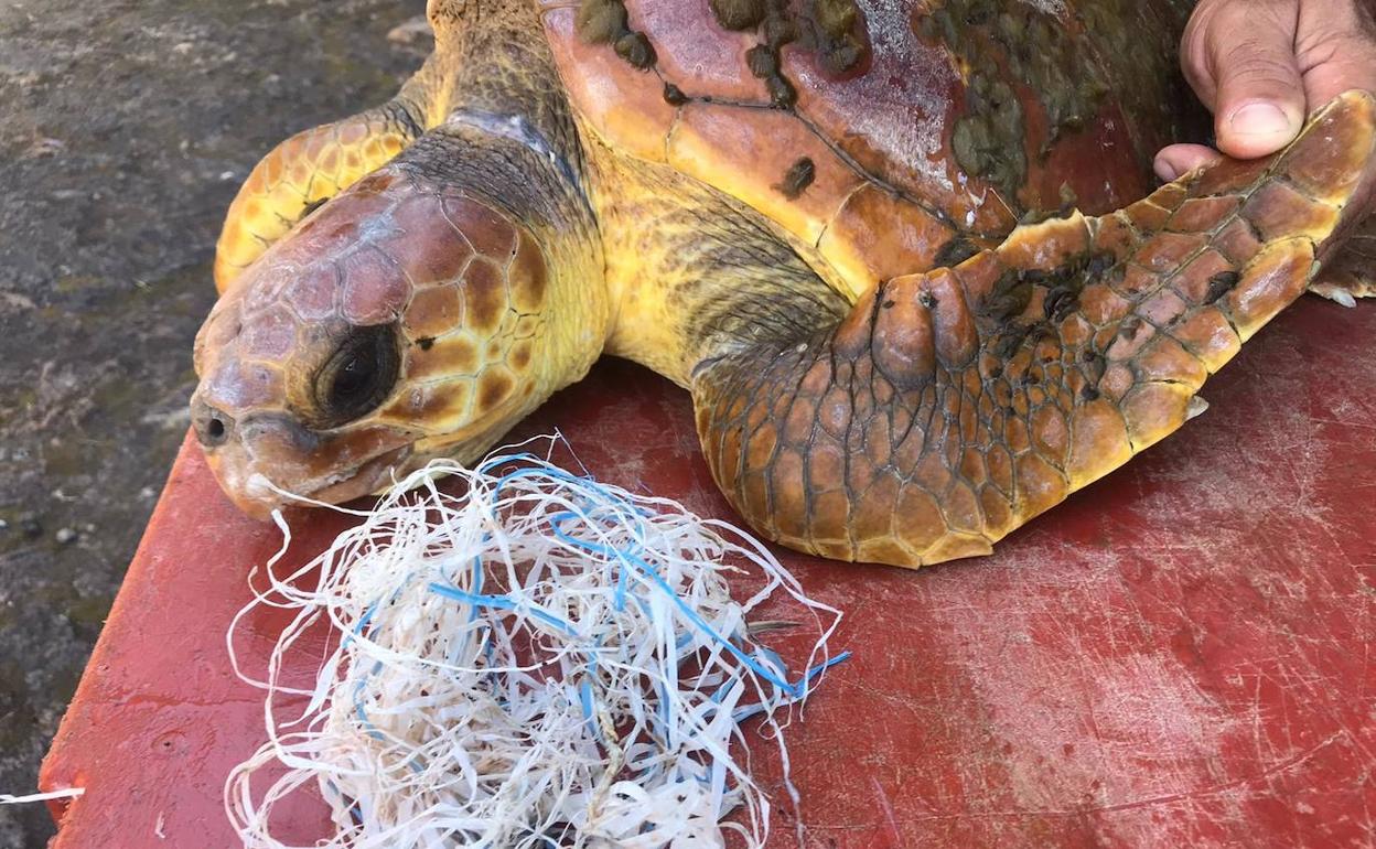 Imagen de una de las tortugas rescatadas. 