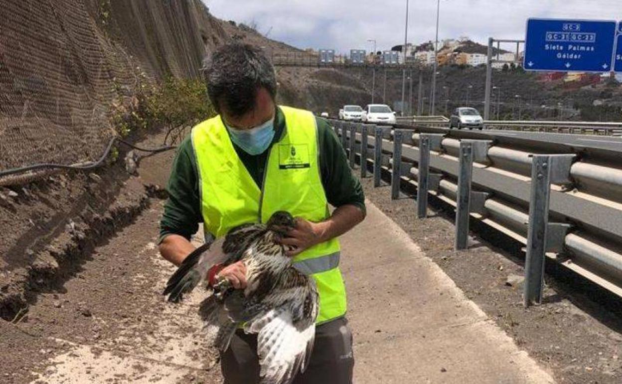 Una aguililla herida por un disparo en Gran Canaria vuelve a volar tras curarse