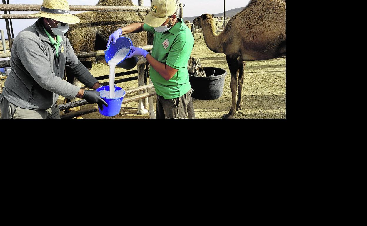La leche de camella es hipocalórica. Ayer ordeñaron en la granja de Goroy, en el municipio de Puerto del Rosario. 