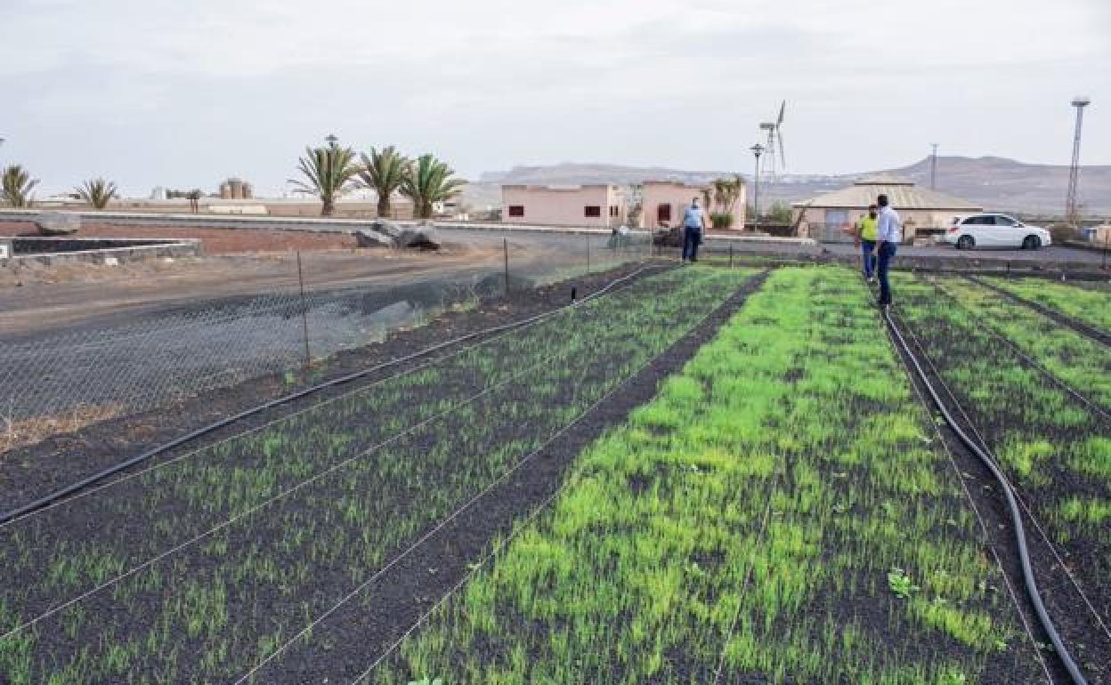 Autoridades de Teguise visitando una finca. 