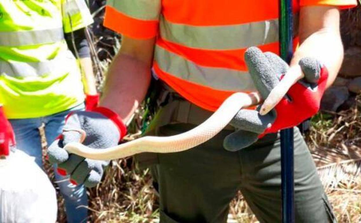 La aparición de diferentes especies de serpientes en barrancos de Gran Canaria ha ido en aumento en últimos años. 