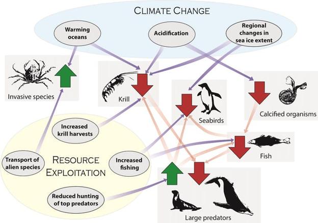 El ser humano está cambiando los ecosistemas del océano Antártico de múltiples formas, tanto directa (flechas moradas) como indirectamente (flechas rojas). From: Chown et al (2015) The changing form of Antarctic biodiversity. 