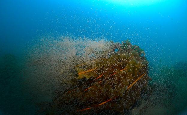 Los bosques de kelp ofrecen multitud de escondrijos, rendijas y superficies en las que resguardarse, lo que los convierte en lugares llenos de vida salvaje. 