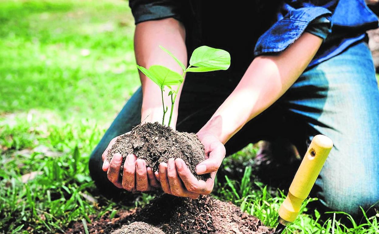 Un regalo original. Y además ecológico | Canarias7