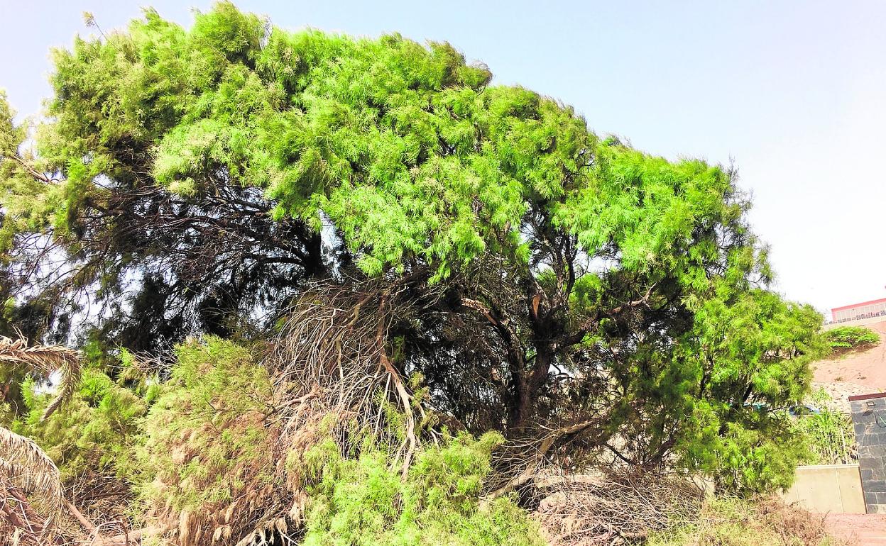 Tarajal Noria. El tarajal más alto de Telde y el que mejor se adapta a la maresía. 