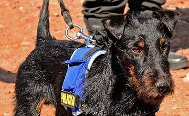 Adiós a Nublo tras seis años de servicio