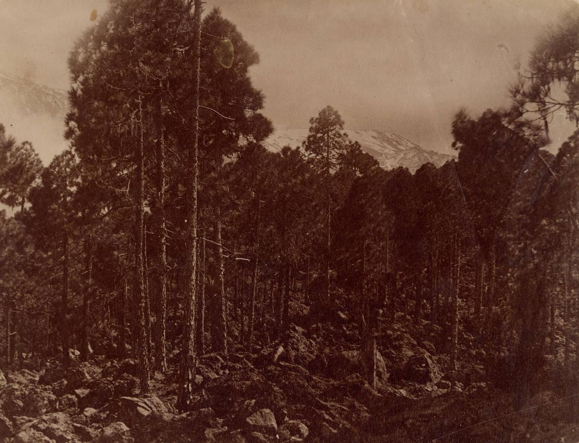 Pinares y Montañas nevadas 1880-90
