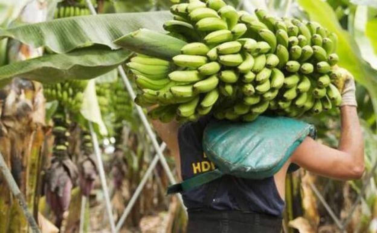 Imagen de una plantación de plátano en Canarias.