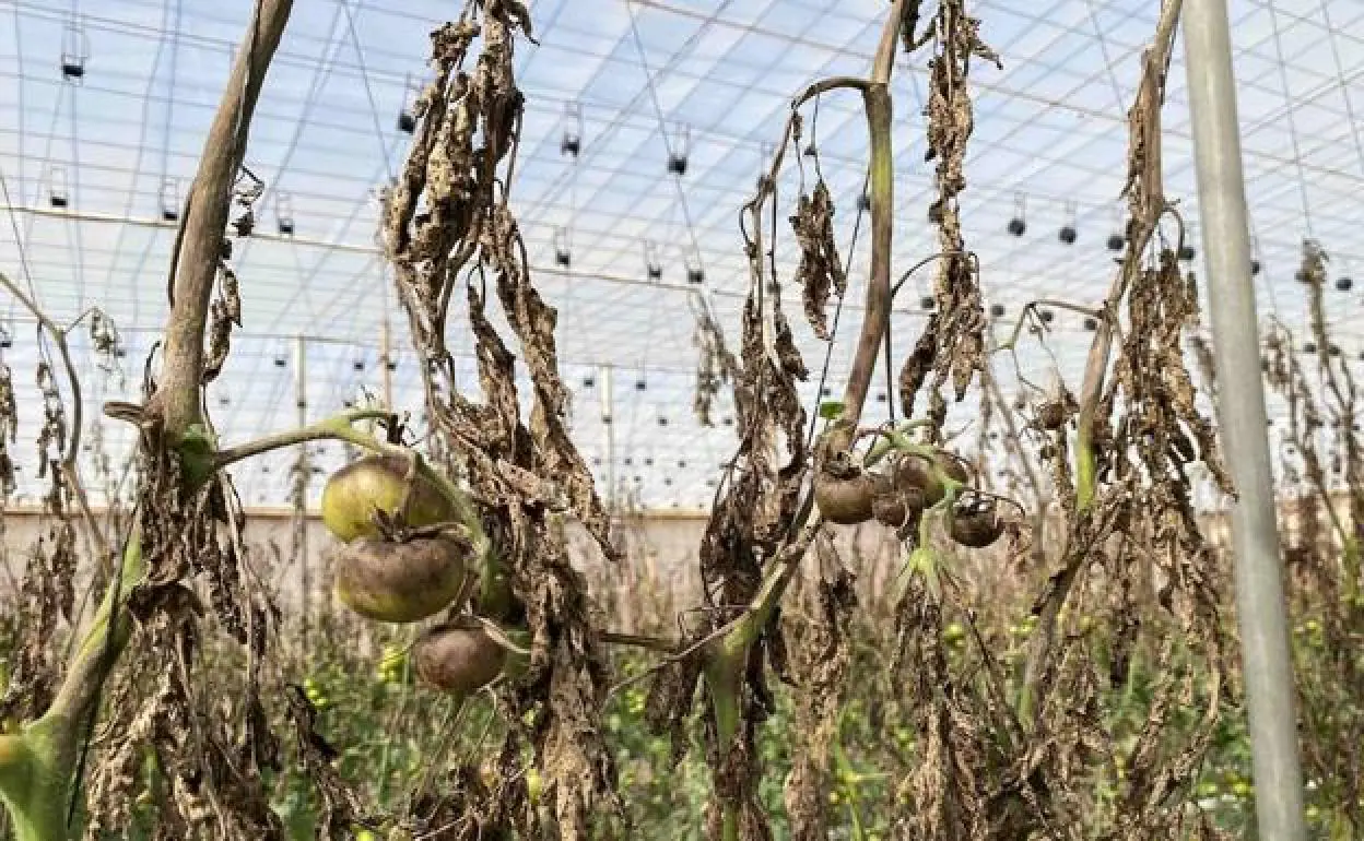 La mancha negra achicharra, literalmente, las plantas. 