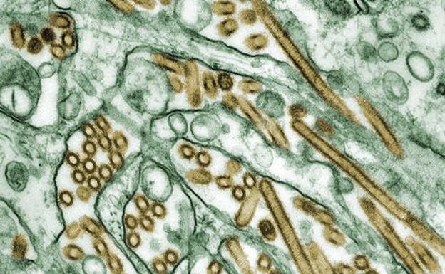 ¿Por qué la gripe casi ha desaparecido pero el coronavirus sigue extendiéndose?