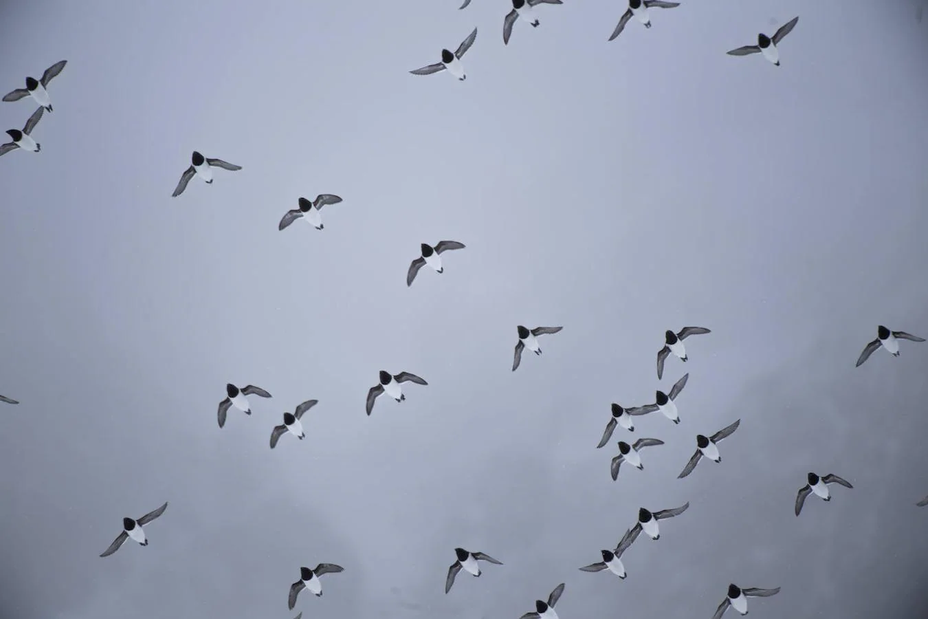 Fotos: Las impresionantes imágenes de naturaleza extrema en la isla de Svalbard