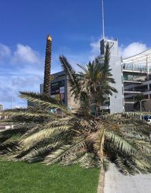 Imagen secundaria 2 - Cae una palmera en la capital grancanaria