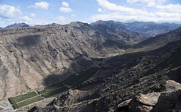 Vista general del cauce del tramo bajo del barranco, plantado de plataneras.