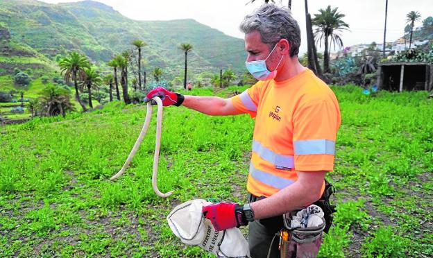 Un trabajador del dispositivo de control de la serpiente real de California guarda un ejemplar capturado en San Roque (Valsequillo). 