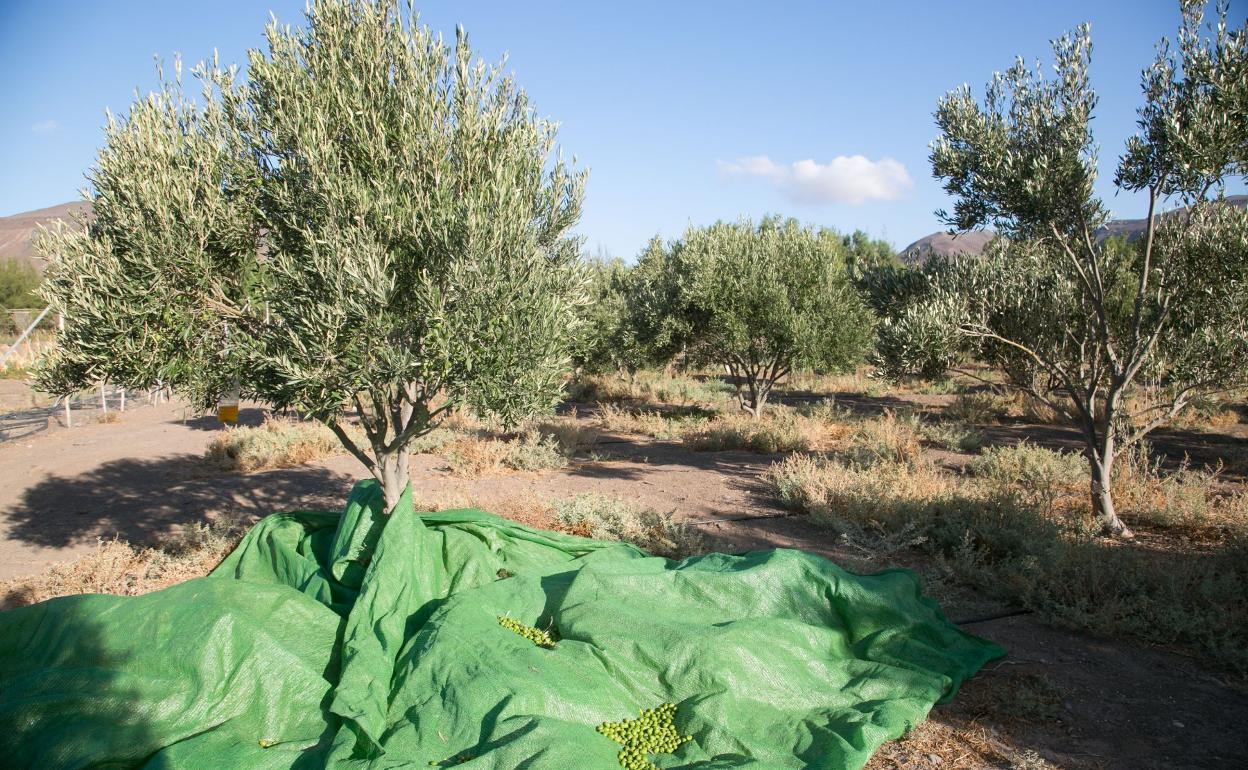 El Gobierno canaria premia la tenacidad de Olivafuer en la elaboración del aceite