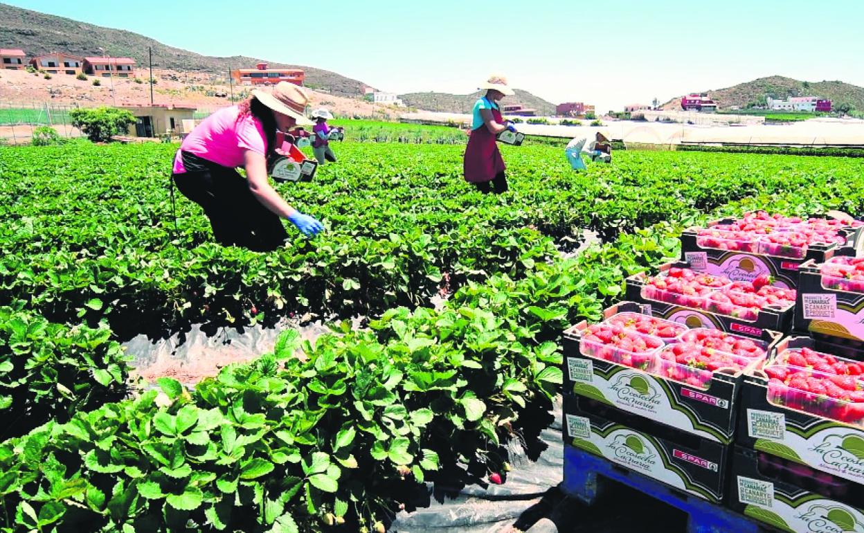 SPAR amplía su surtido local con arándanos, fresas, papayos y piñas cultivadas en Gran Canaria. 