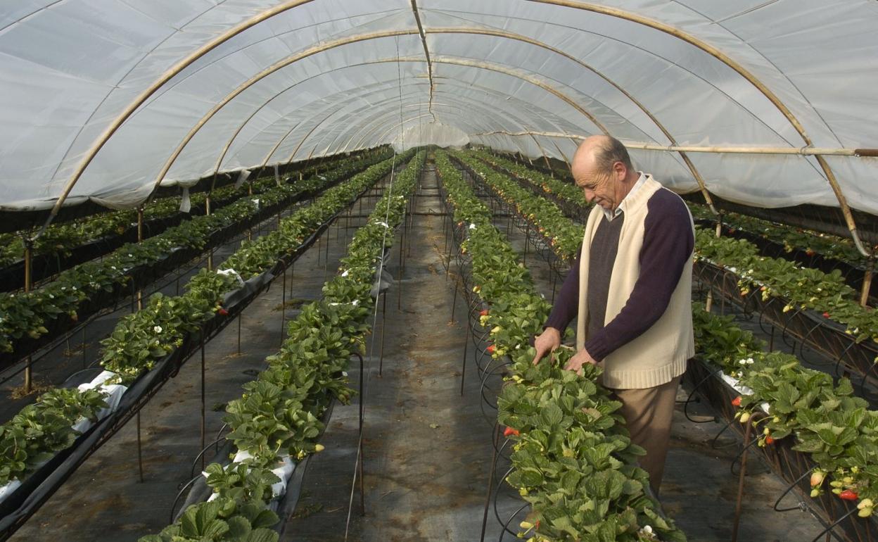Imagen de archivo de un cultivo de fresas en Gran Canaria. 
