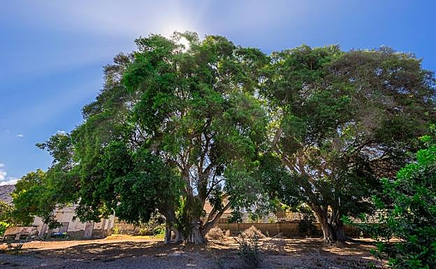 Los árboles hermanos de El Pajar en una fotografía de septiembre de 2019. 