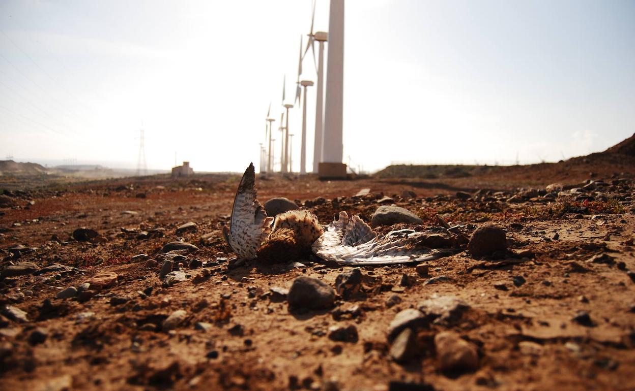Un cernícalo abatido tras colisionar con las aspas de un aerogenerador en el sur de la isla. 