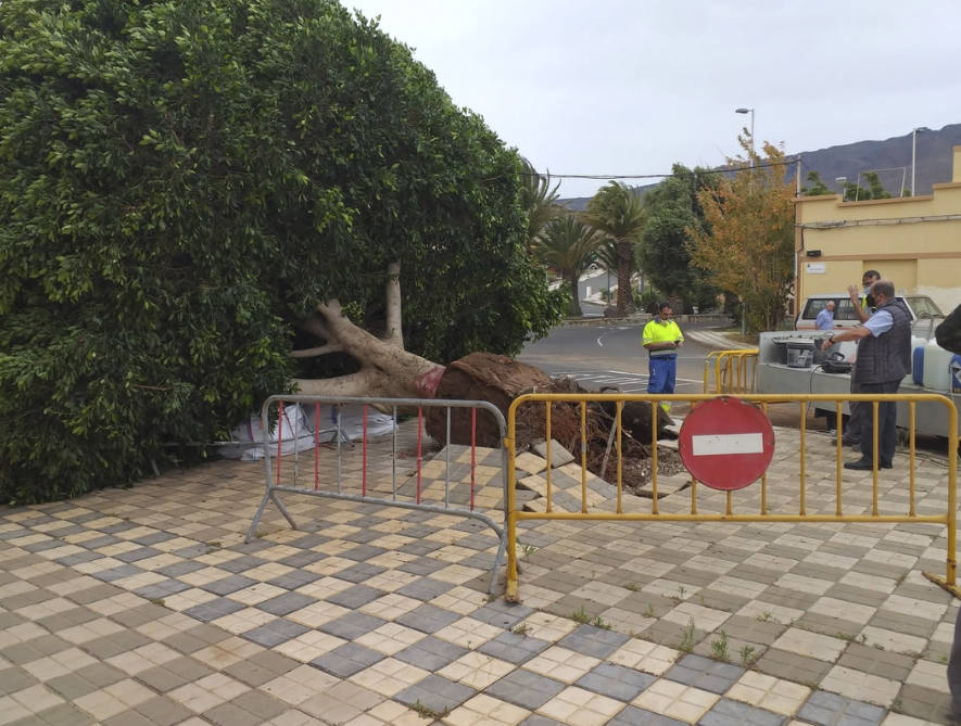 Fotos: Cae un viejo Laurel de Indias