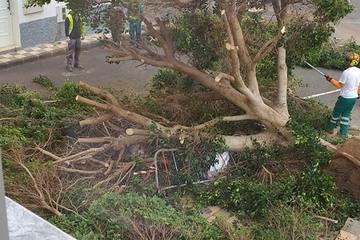 Fotos: Cae un viejo Laurel de Indias