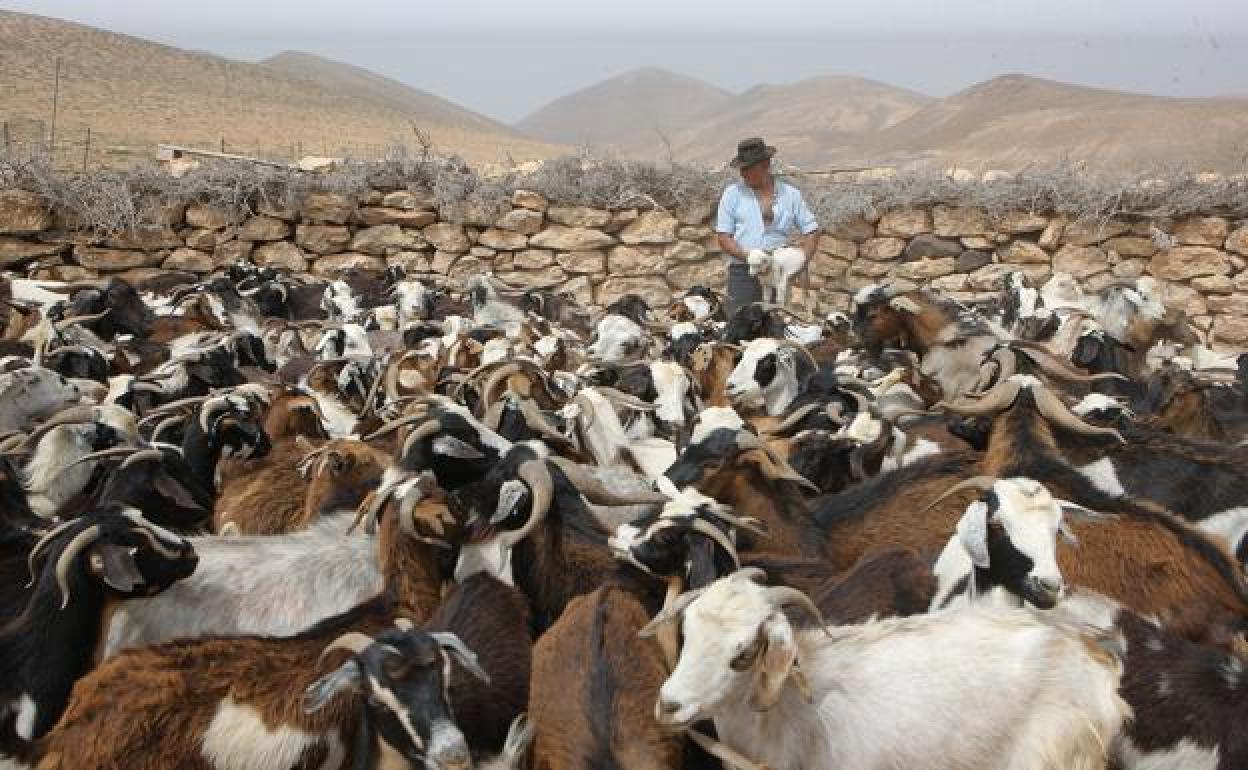 Apañada en Pecenescal, cuando el ganado ya está en la gambuesa. 