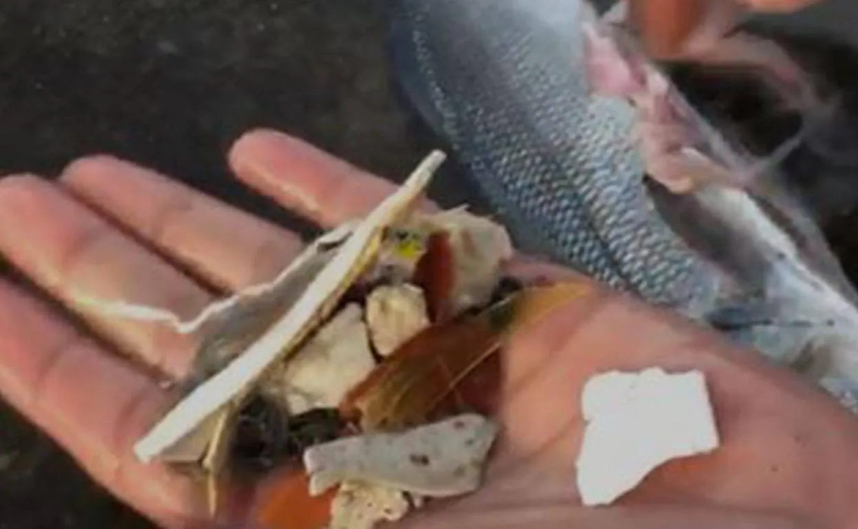 Imagen de archivo de plástico encontrado en un pescado capturado al sur de Tenerife. 