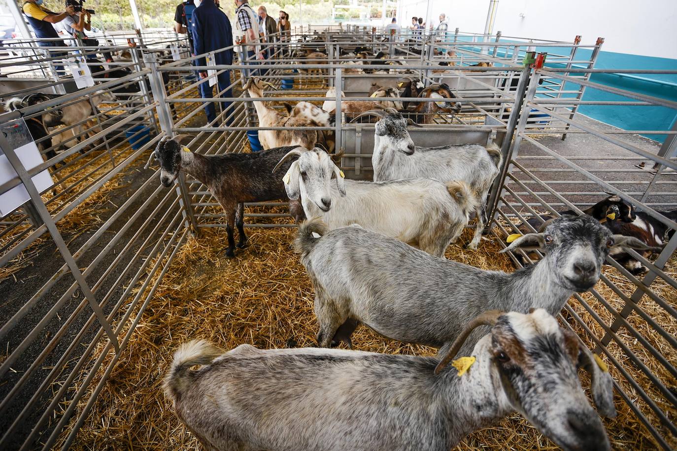 Fotos: Gran Canaria celebra la Feria de Ganado