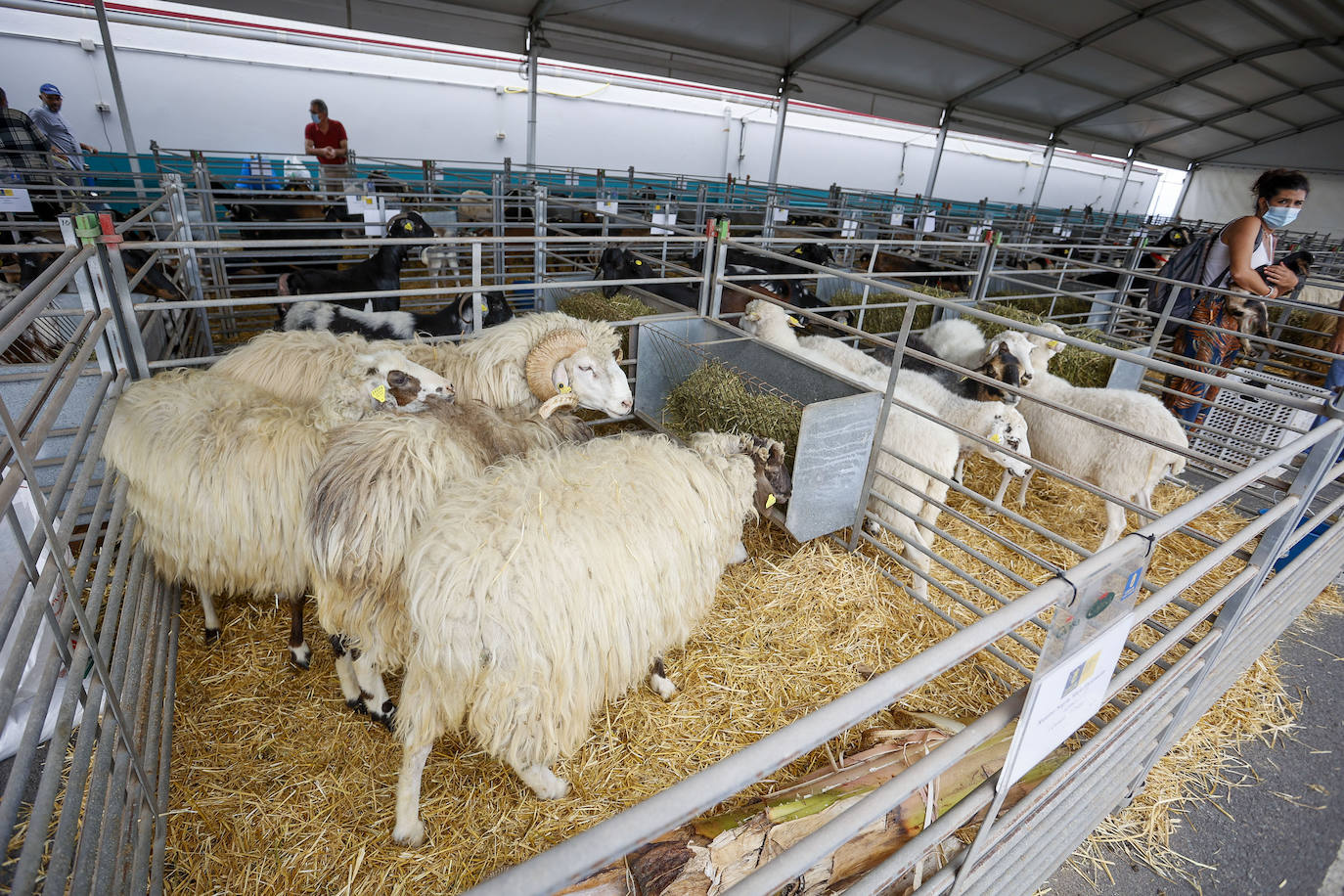 Fotos: Gran Canaria celebra la Feria de Ganado