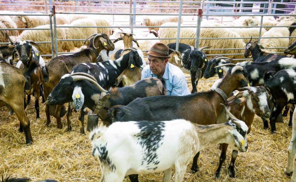 Canarias convoca los Premios Agrarios, Pesqueros y Agroalimentarios en su XXVIII edición