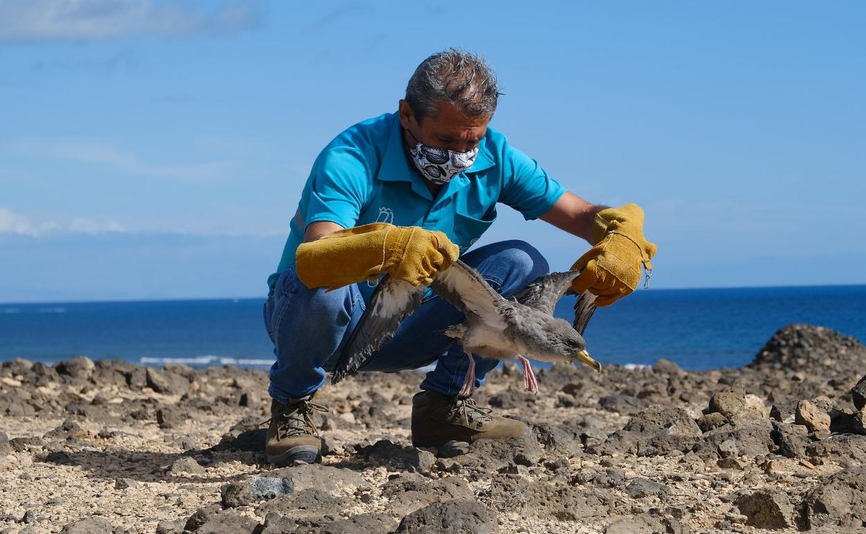 U n trabajador de Medio Ambiente suelta una pardela durante la campaña de recogida de estas aves en noviembre. 