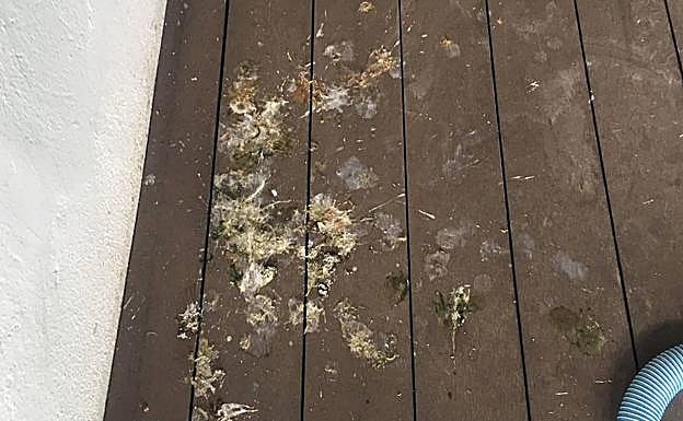 Imagen principal - Excrementos y piedras que caen desde el muro que habitan las palomas, sobre todo de noche. 