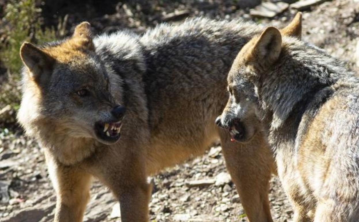 Ribera anuncia que prohibirá cazar lobos antes del 25 de septiembre