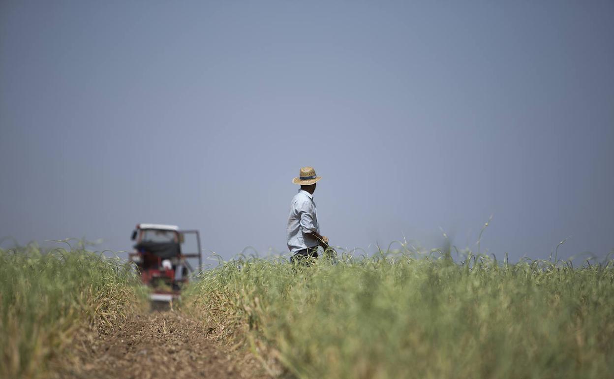 Un agricultor en un campo manchego sembrado de ajos. 
