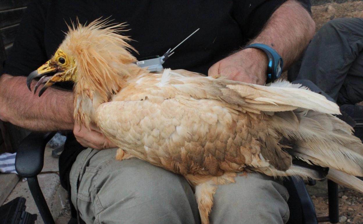 Uno de los 18 ejemplares marcados. 