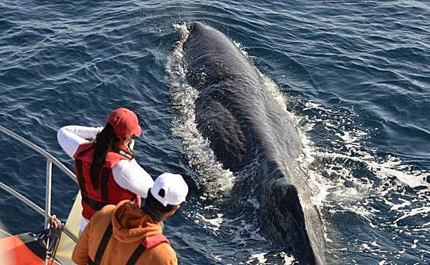 Observación de cachalotes en aguas canarias. 