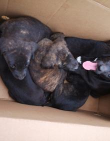 Imagen secundaria 2 - Rescatan a nueve cachorros abandonados en una caja