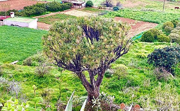 Drago de Arenales, el abuelo de Telde, con 260 años de edad. 