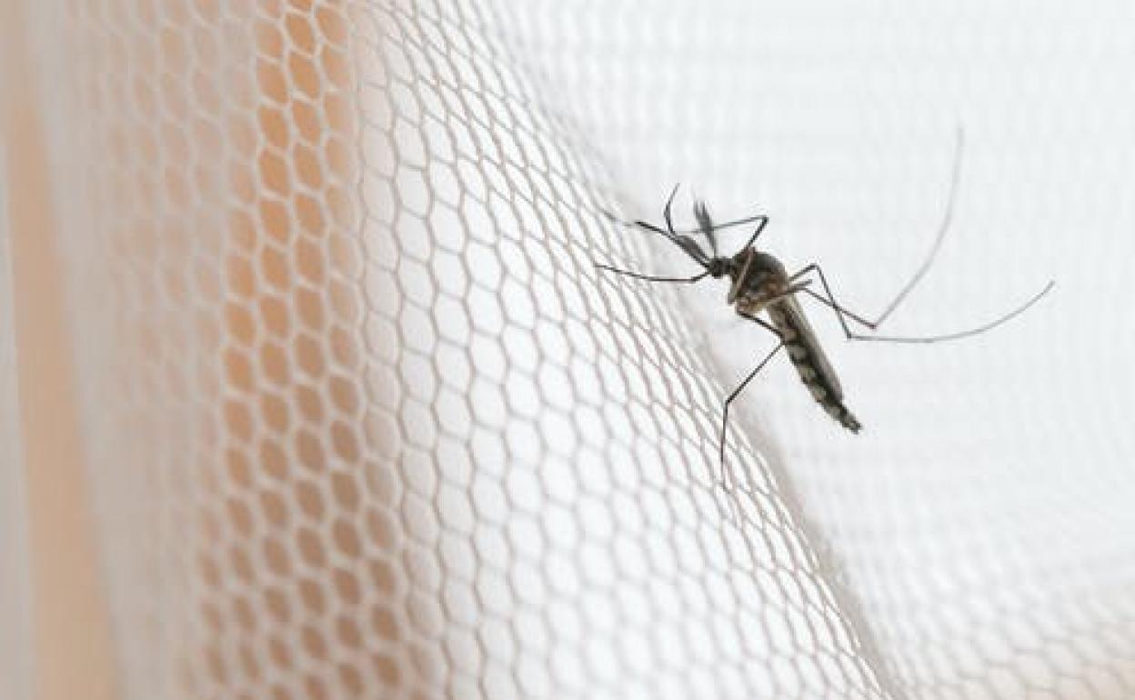 ¿Qué enfermedades pueden transmitirnos los mosquitos si nos vamos de viaje?