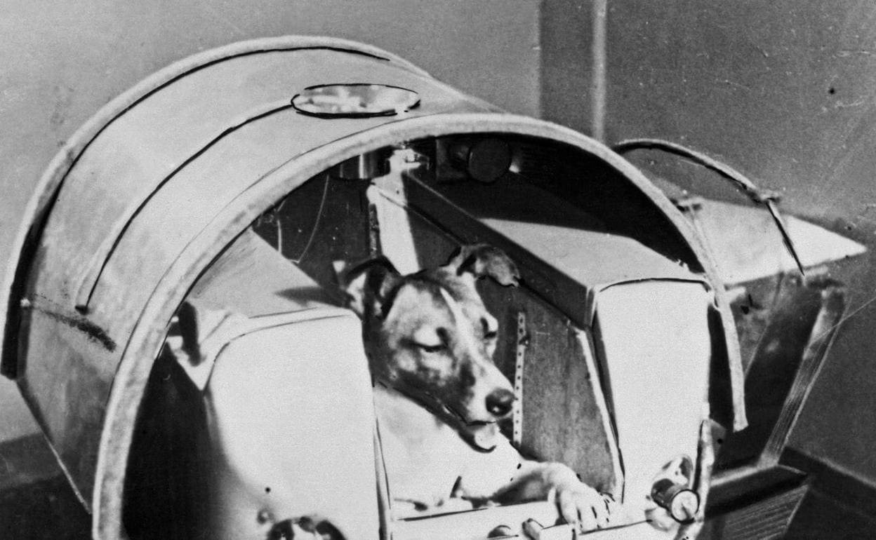La perrita Laika, a bordo del Sputnik 2 (1957). 